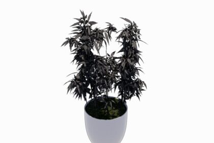 Familia de Bambú de Interior para Revit, modelo RFA de vegetación decorativa (LOD 300) para diseño de interiores y arquitectura BIM.